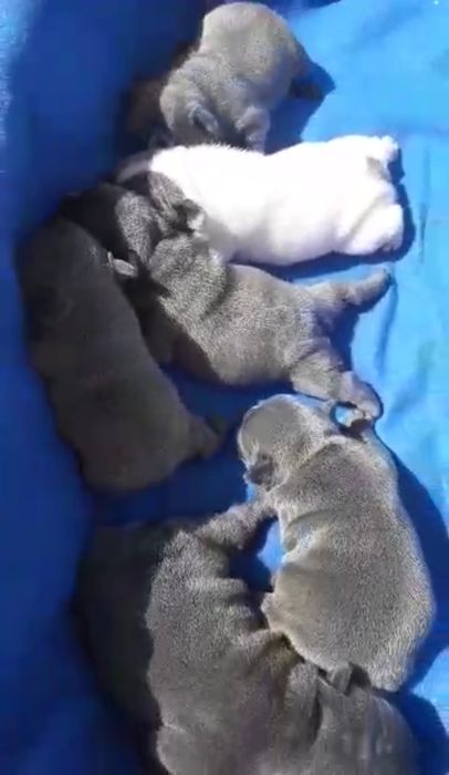 Бронювання блакитних цуценят