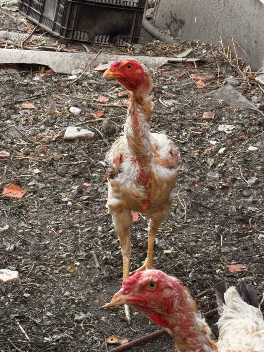 Galinhas índio gigante