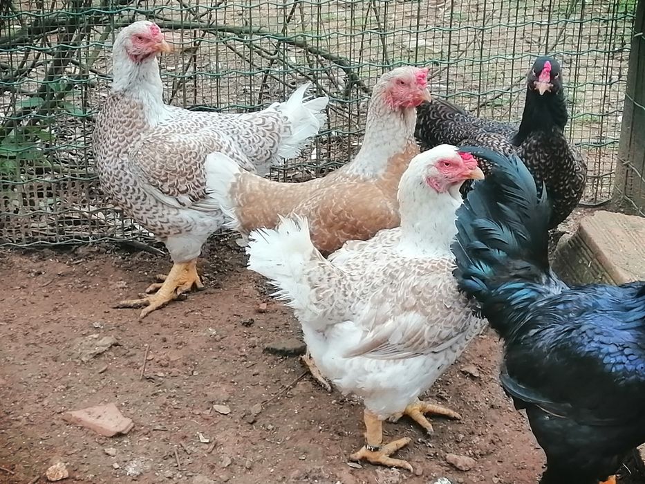 Ovos fecundos de galinhas cornish