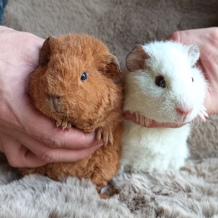 US Teddy świnka cavia