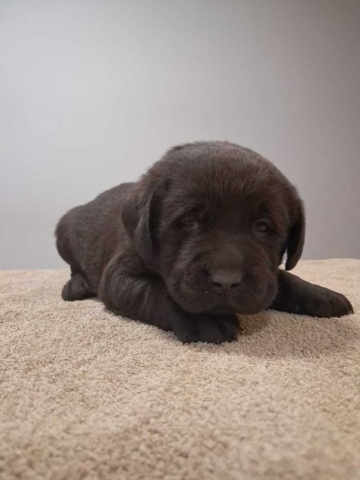 Szczeniak Labrador Retriver brązowy piękny, mocna budowa, rodowód