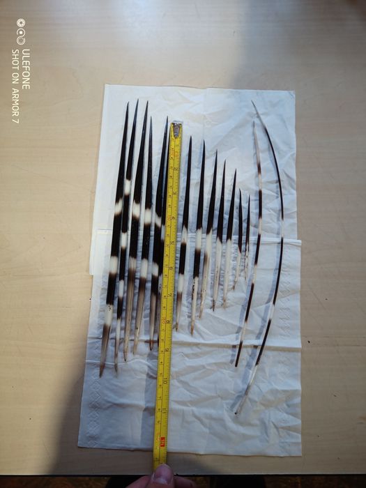 Продам голки дикобраза