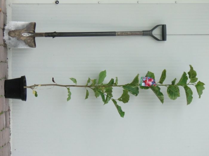 Magnolia      C3