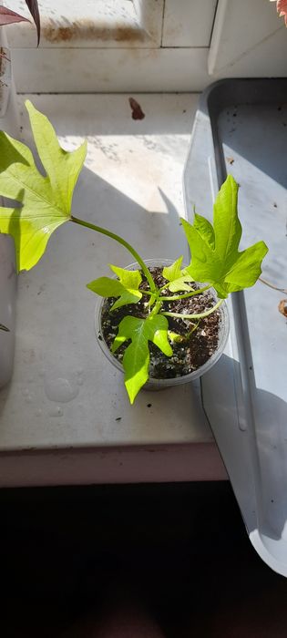 Ипомея-батат декоративный