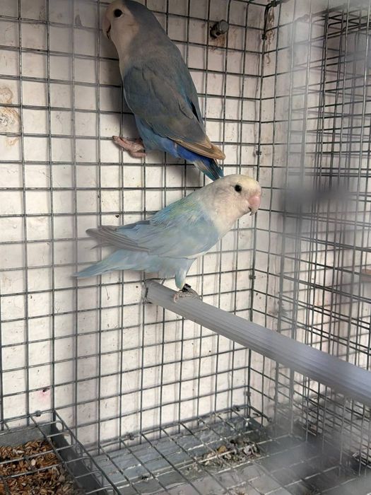 Roseicolis longfeathers