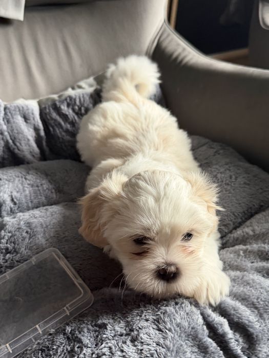 Shih tzu sunia bicolor