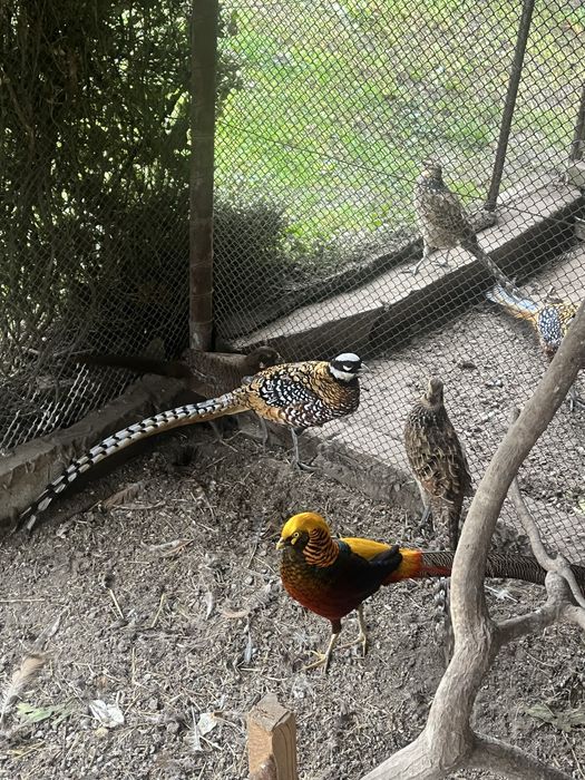 Bażanty samica złota