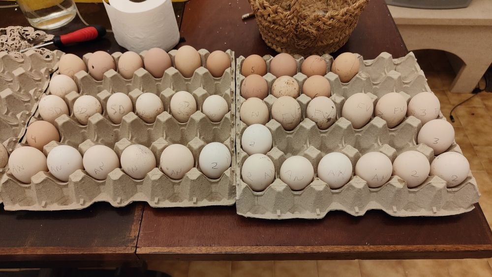 Ovos caseiros de galinha