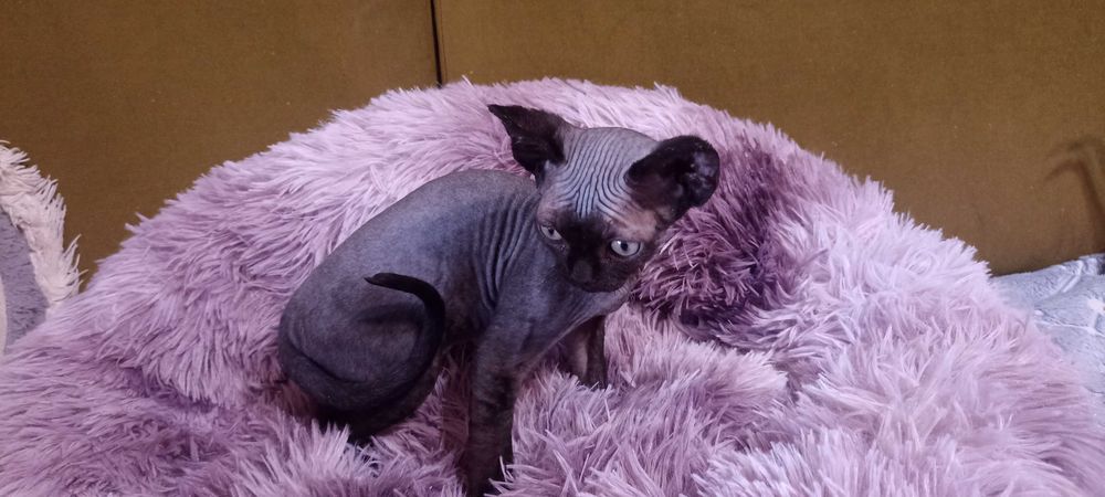 Devon Rex - kocieta - dolnośląskie