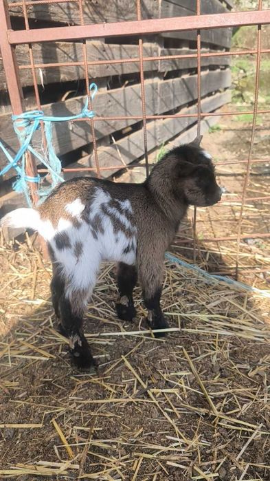 Cabras anãs,micro