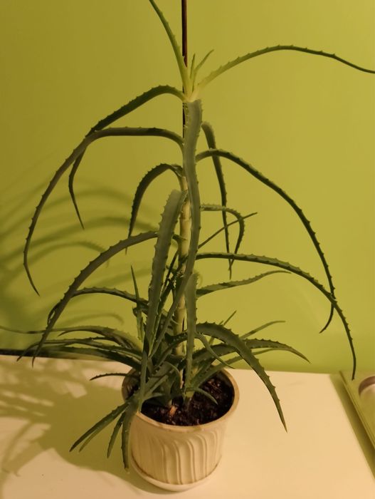 Kaktus aloes leczniczy