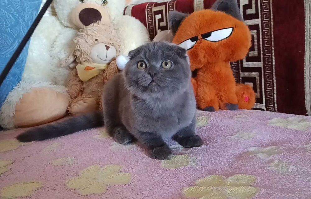 Шикарный шотландский вислоухий котёнок, мальчик,фолд