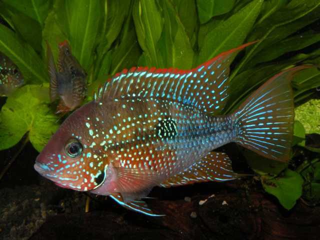 GB Pielęgnica Eliota - dowóz ryb!