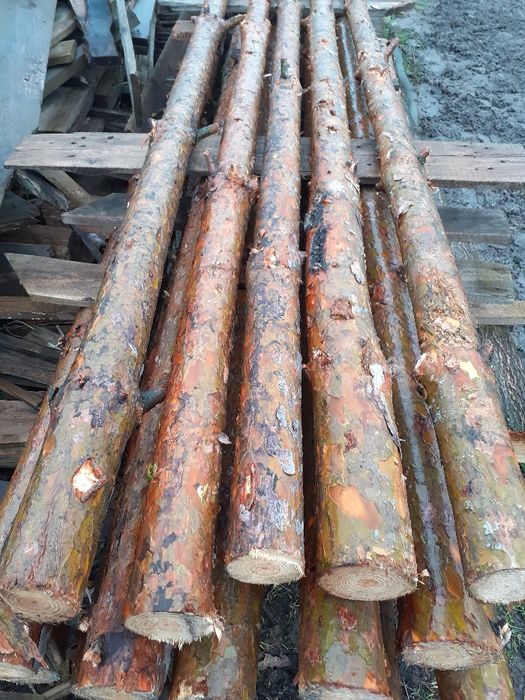 STEMPLE BUDOWLANE SOSNOWE NOWE WYSOKOŚć 3m Radom radom radom radom rad