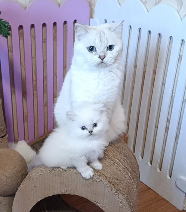 Шикарный мальчик шиншилла