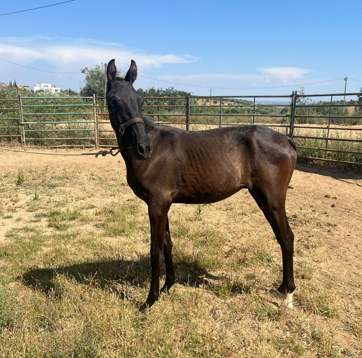Poldro lusitano preto