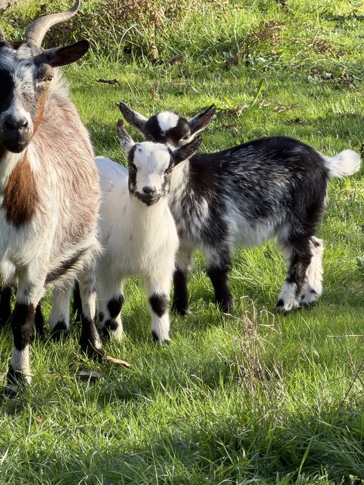 Rebanho de cabras anas