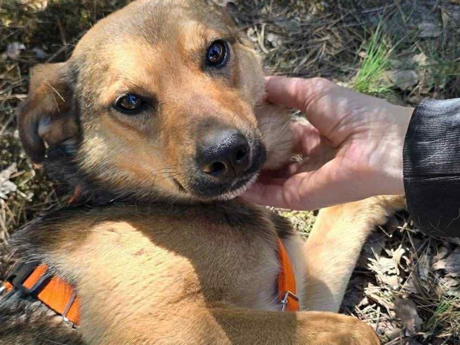 Wystraszony biedaczek ,błaga o dom.