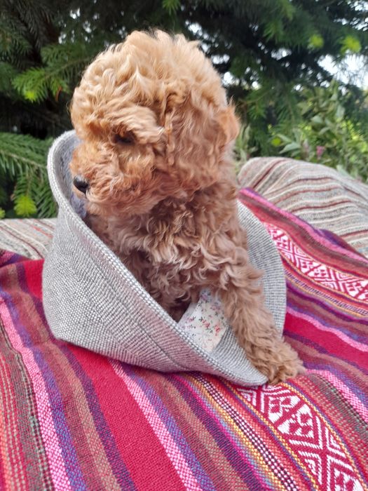 Привабливі цуцики той -пудель.