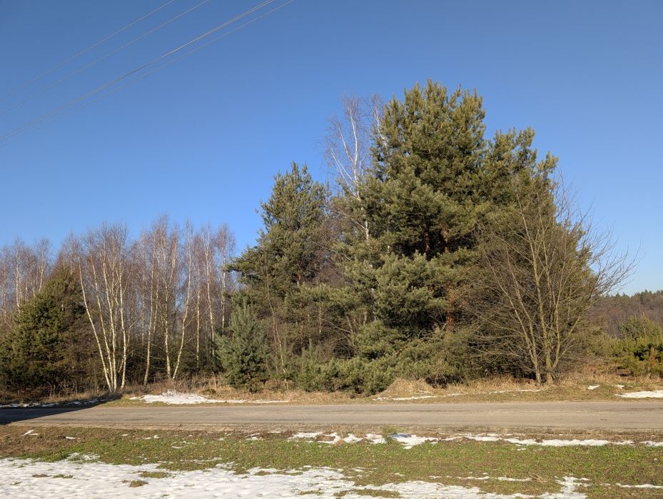 Działka na sprzedaż zalesiona