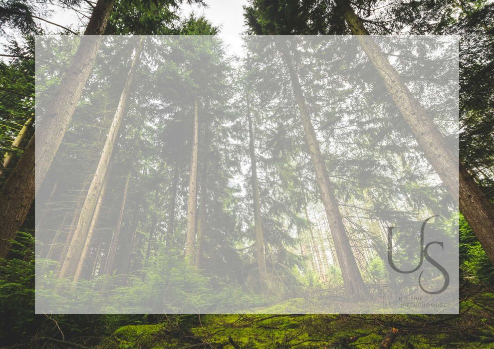 Na sprzedaż LAS - prawie 8 Ha