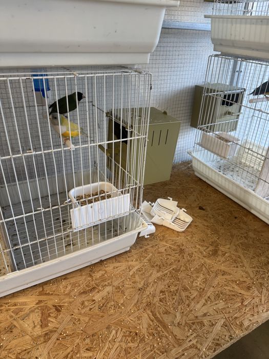 Casais diamantes gould