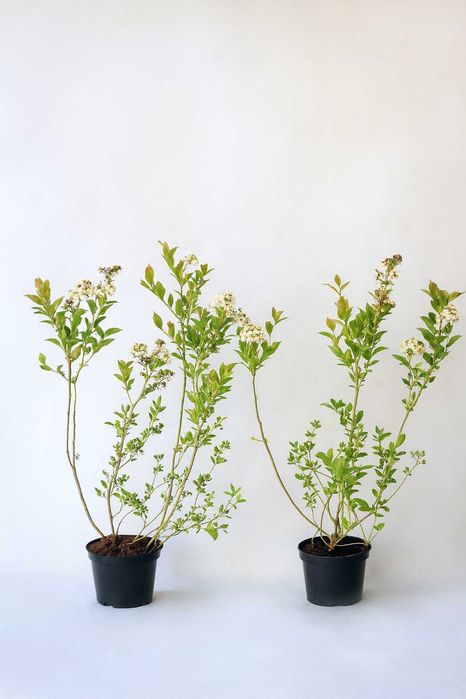 Sadzonki BORÓWKA AMERYKAŃSKA - Wiele odmian | WYSYŁKA Cała Polska