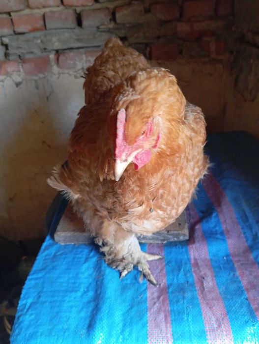 Sprzedam kury kochin olbrzymi
