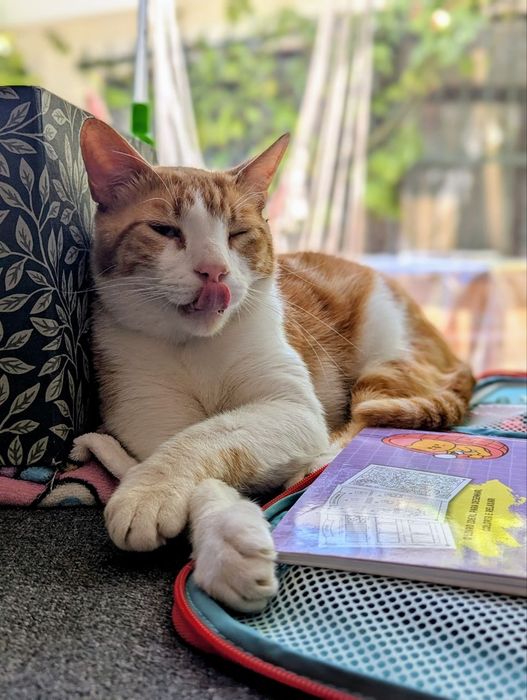 Gato a procura dos donos