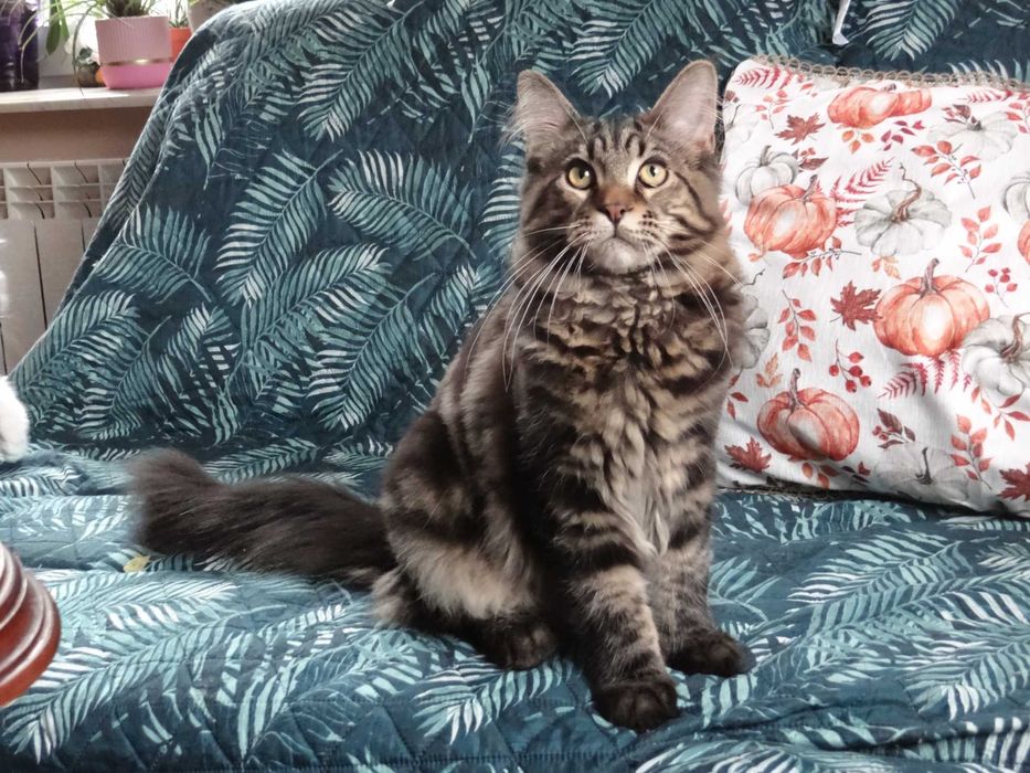 Kotek Maine Coon