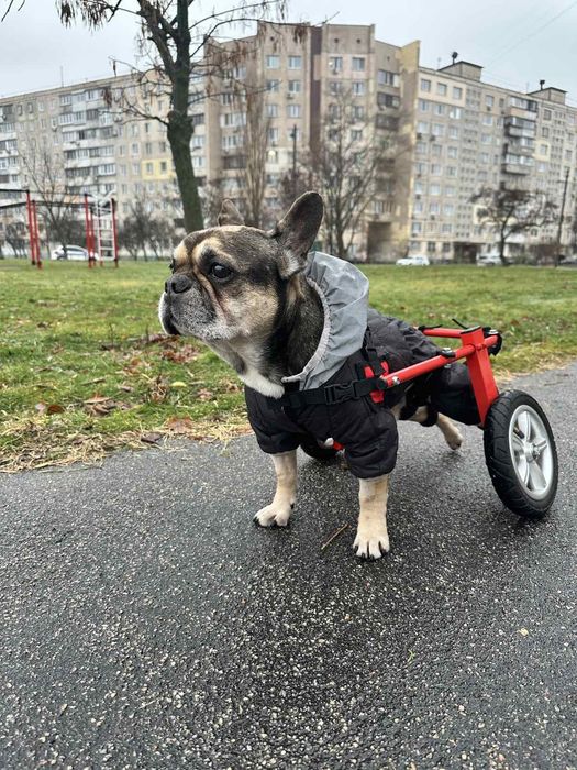 Инвалидная коляска для французского бульдога мопса таксы