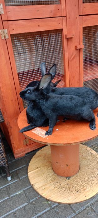 Króliki zajęczak czarny