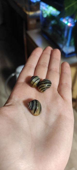 Asolene spixi, ślimak, ślimaki, akwarystyka.