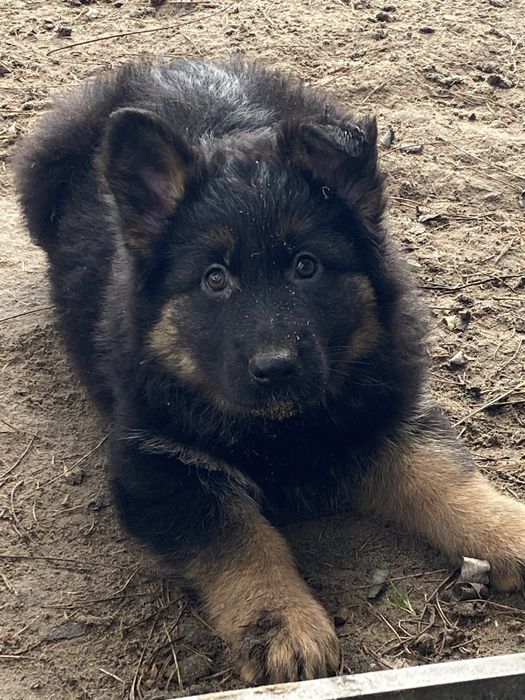 Owczarek niemiecki dlugowosy suczka Rakoniewice • OLX.pl