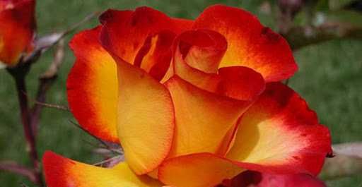 Roseira que dá ROSAS de FOGO, flores lindissimas Apenas envios