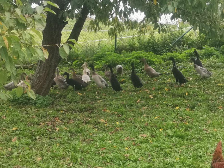 Sprzedam Kaczory biegusy