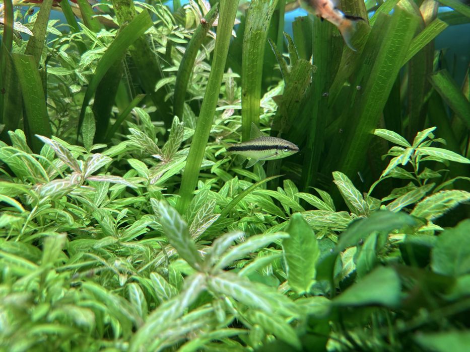 3 Crossocheilus siamensis