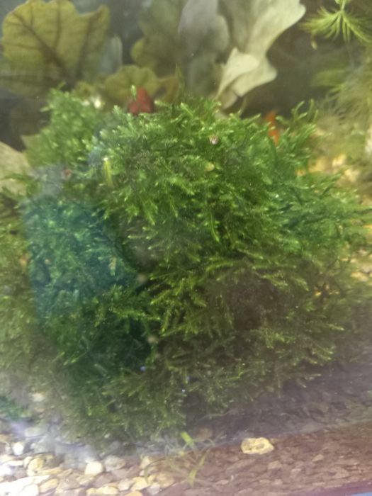 Mech roślinka akwariowa