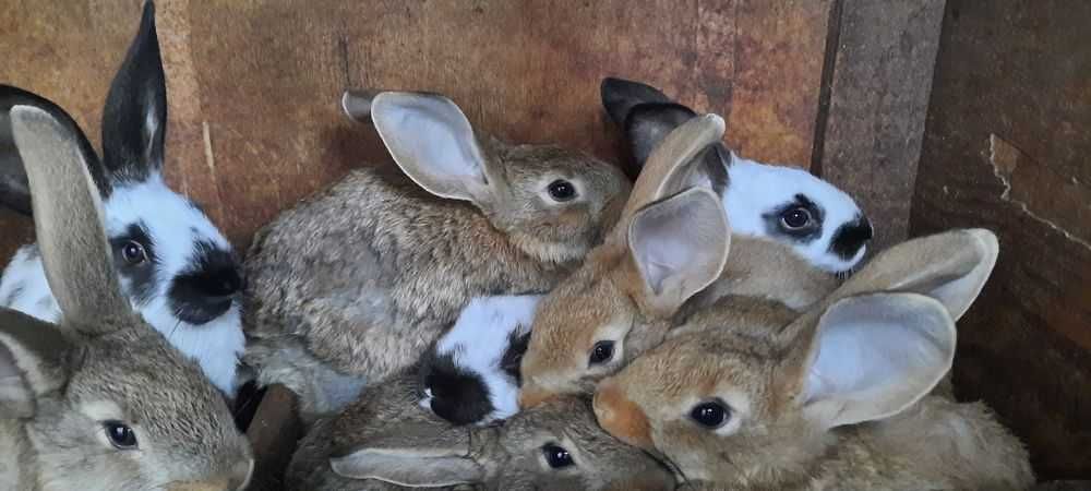 Кролики молодняк