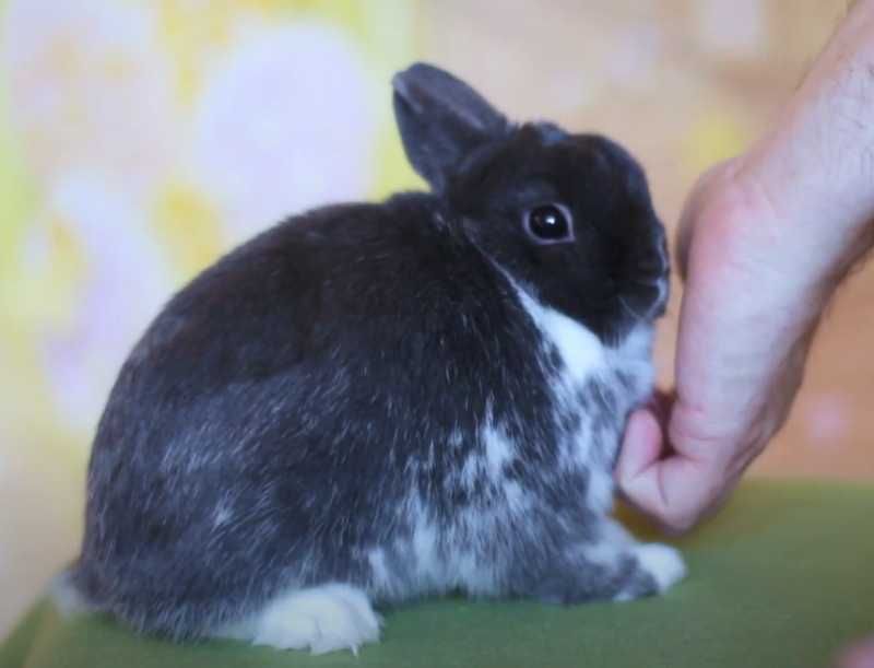 Шоу клас! Нідерландський карлик, кролик декоративний