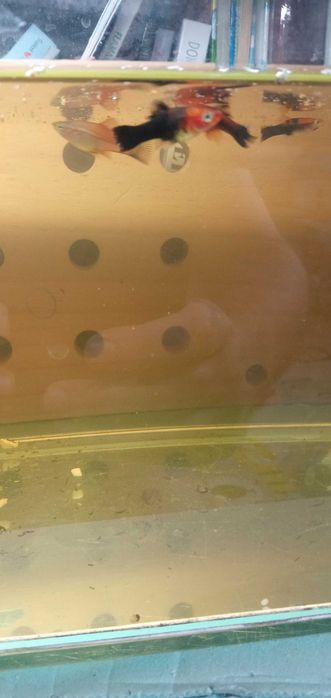 Mieczyki młode i dorosłe od 4 zł