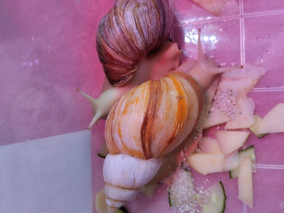 Подарю!!! Улитки Ахатины