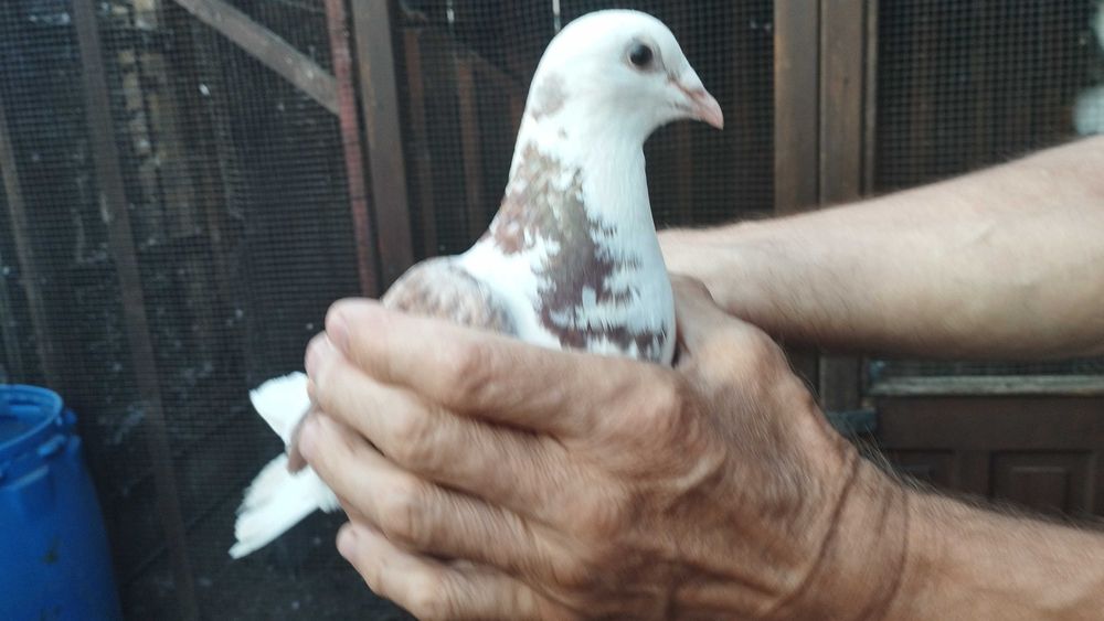 Sprzedam gołębie pocztowe