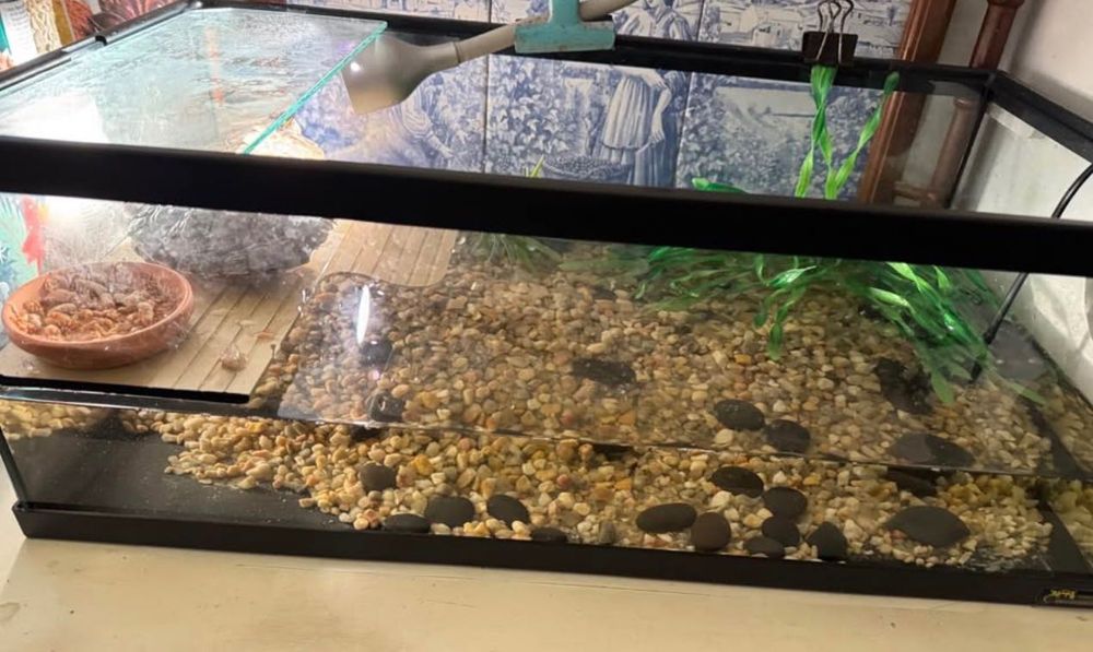 Aquário para tartarugas