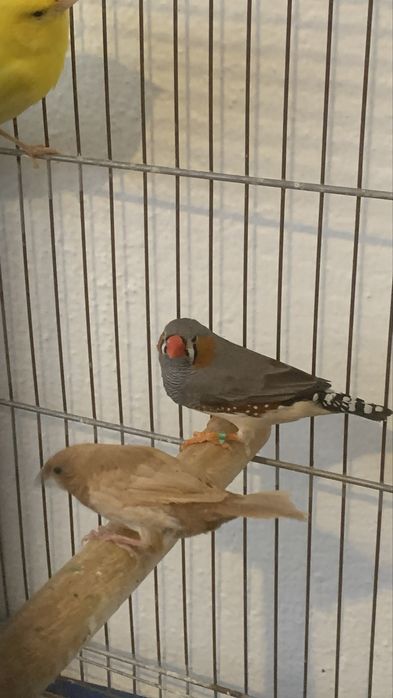 Mandarim machos e 2 bengalins