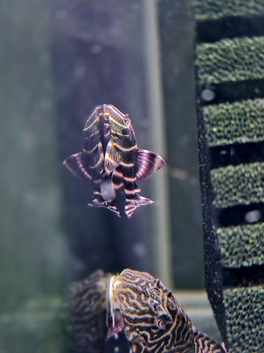 Zbrojnik L204 (Panaqolus albivermis)