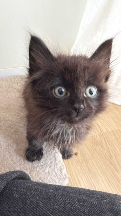 Gato bebé macho para adoção responsável