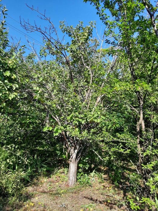 Продам дачный участок. п. Аксютовка