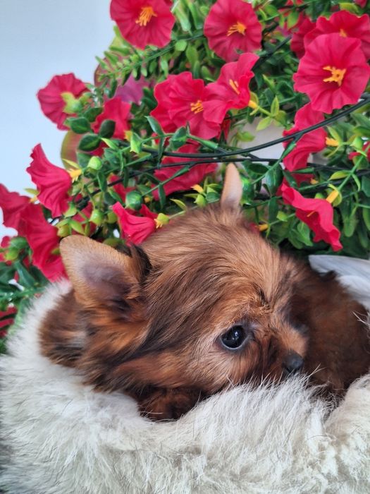 Yorkshire terrier z rodowodem