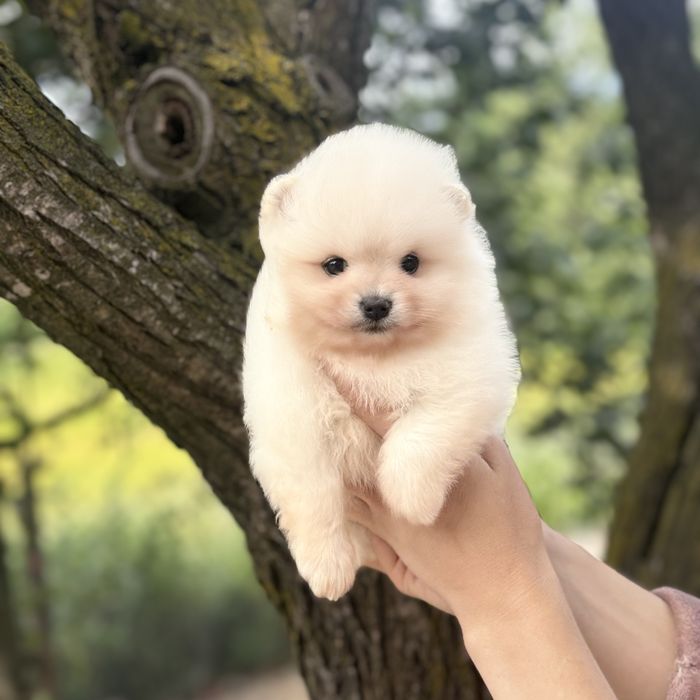 чудова дівчинка шоу классу